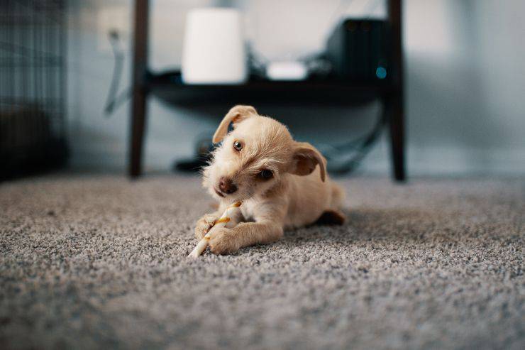 Il cane e lo strofinarsi il muso