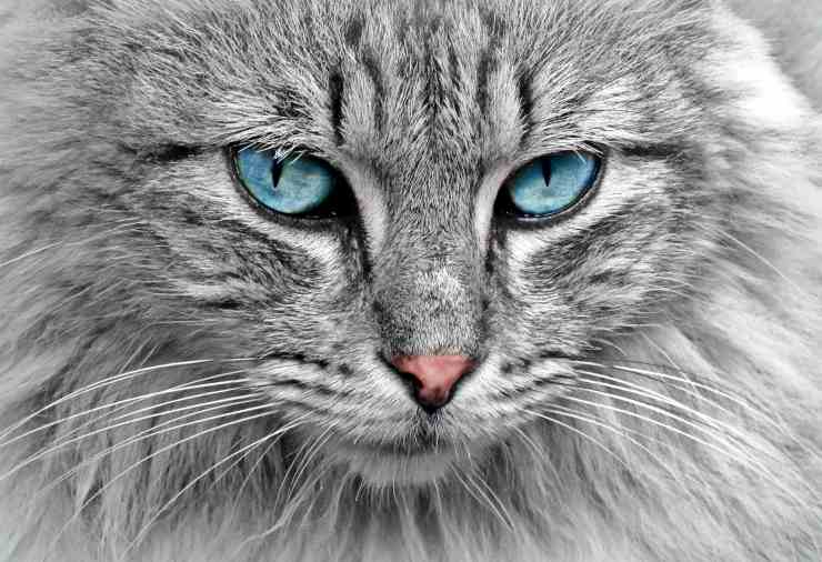 Gatti che sembrano leoni Gatti che sembrano leoni