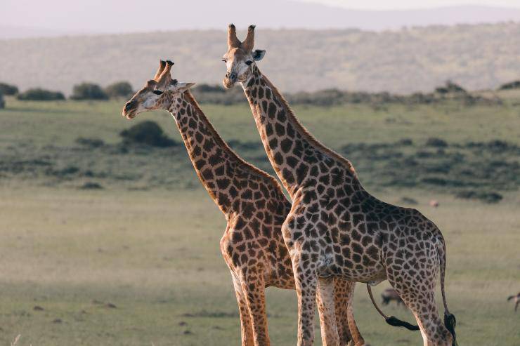 Le giraffe e il collo lungo