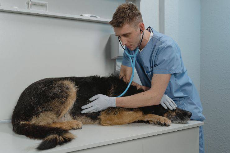 La malattia nel cane