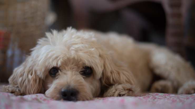 razze cani incline epilessia