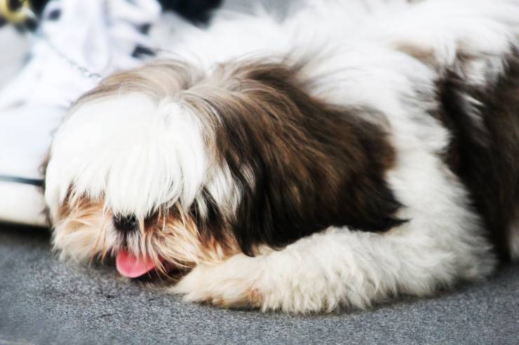 Il cane strofina il muso sul tappeto