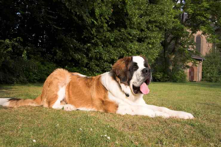 Cane riposa sul prato