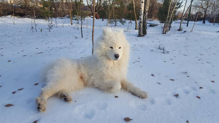 Fido si rilassa sulla neve