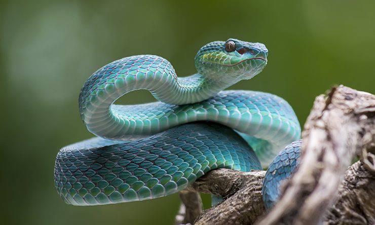serpente