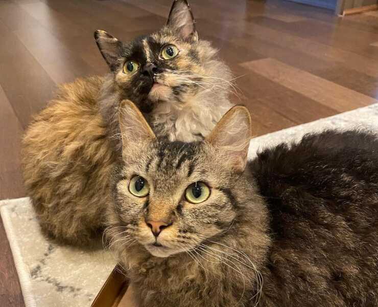 skookum-gatto