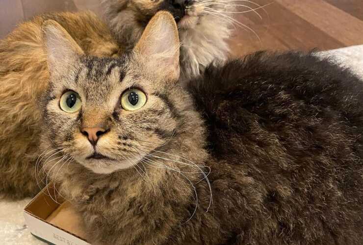 skookum-gatto