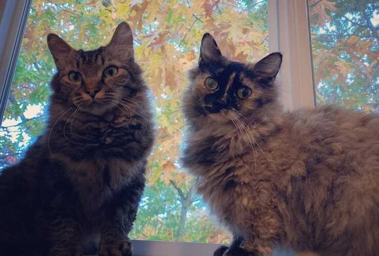 skookum-gatto