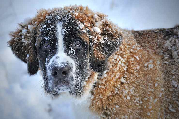 Cane nella neve