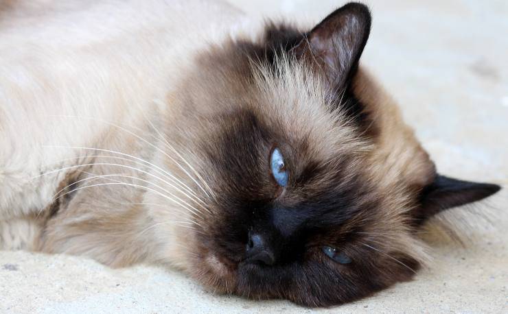Gatti che amano poco il gioco