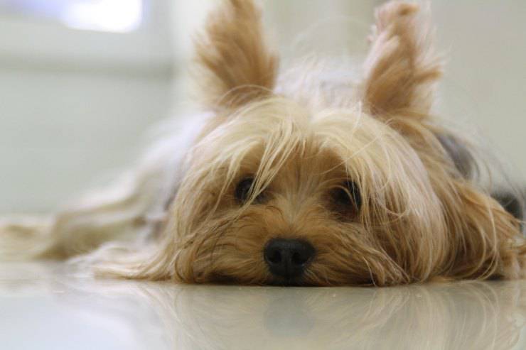 Nefropatia nel cane