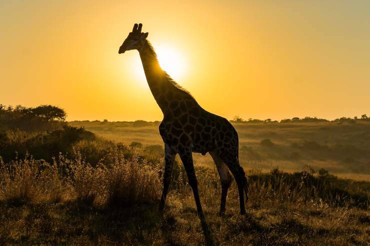 Il riposo della giraffa