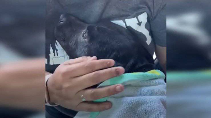cagnolina randagia incinta lacrime