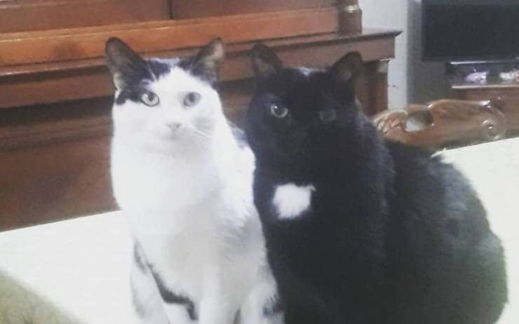I due gatti di Orietta Berti