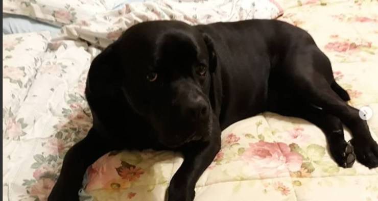 Otello, il cane di Orietta Berti
