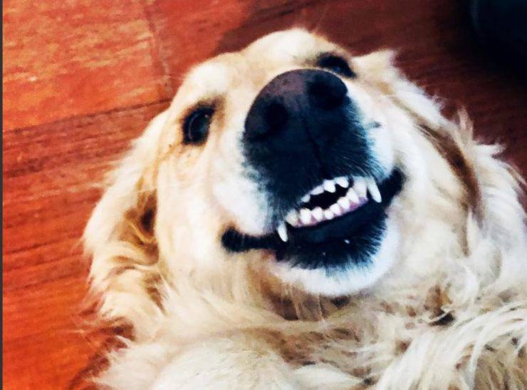 Leyla, il cane di Luca Argentero