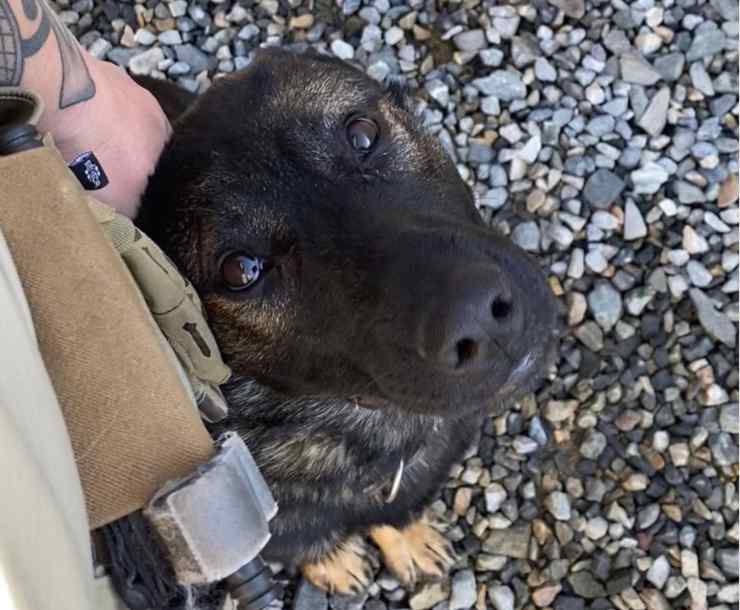 cagnolina incinta piange salire auto