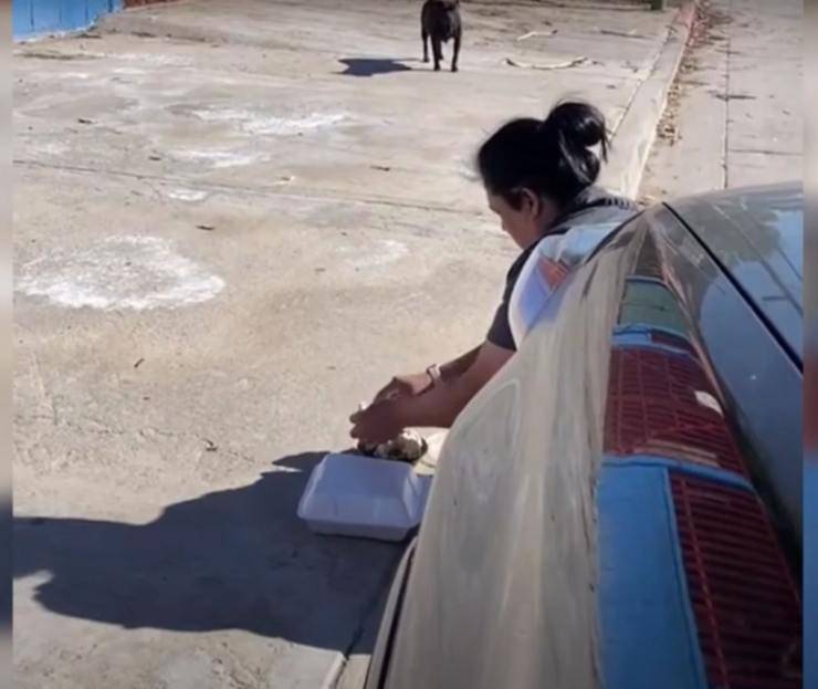 cagnolina incinta piange salire auto