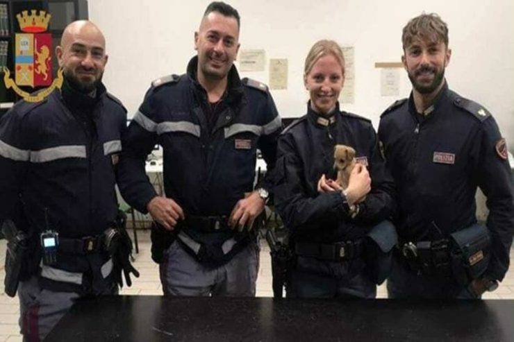 cane testa giù tasca giubbotto