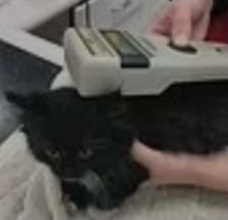 Il gatto trovato all'interno del furgone (Foto Facebook)