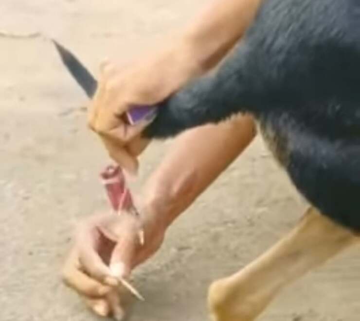Legano dei petardi alla coda del cane 9 persone arrestate (Screen Video)