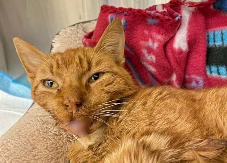 Gatto con una ferita da arma da fuoco sul muso salvato da un passante (Foto Facebook)