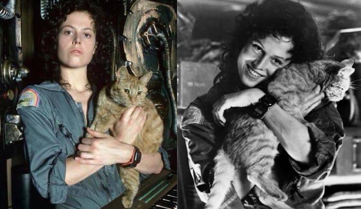 gatto di alien