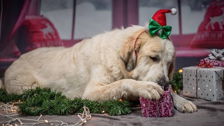 natale 2021 cane