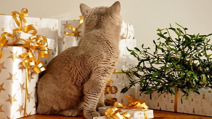 gatto albero natale