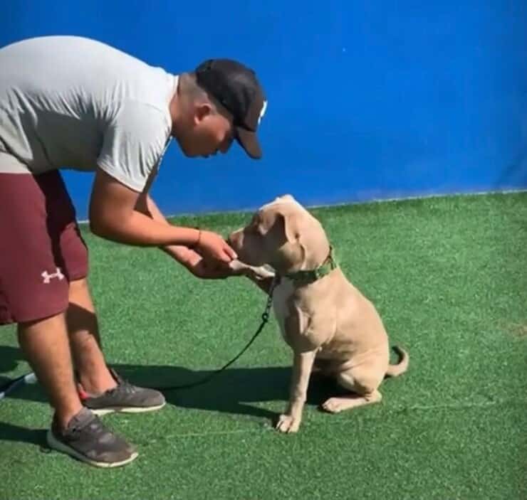 Addestramento del cucciolo (Screen video)