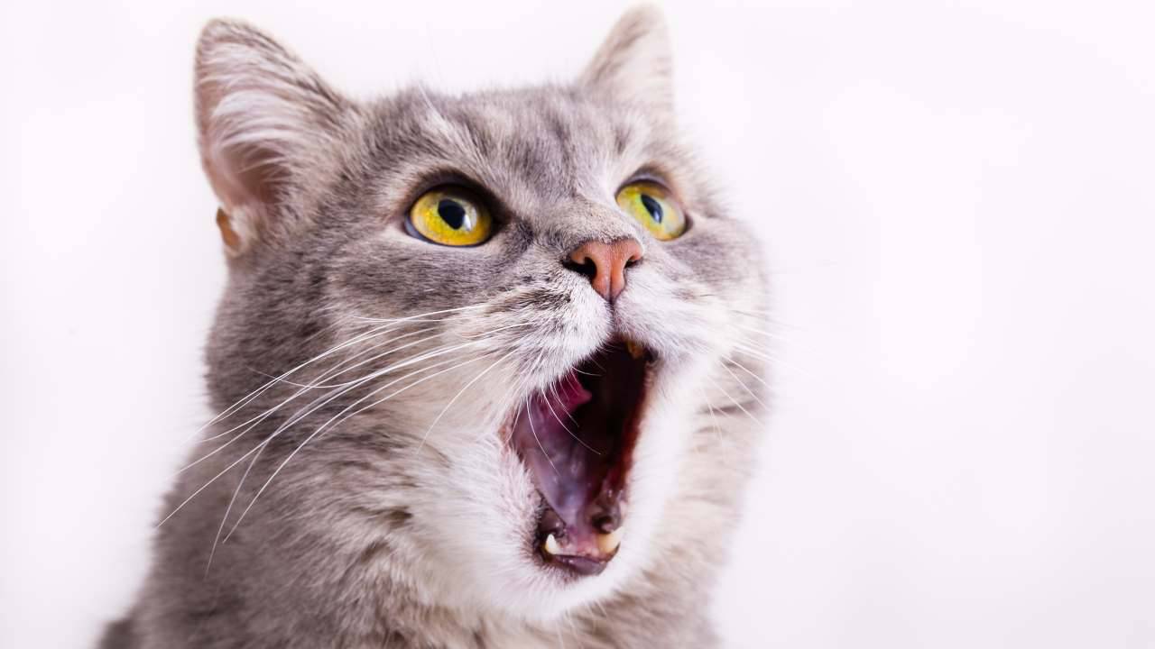 Gatto con bocca aperta ed espressione di curiosità Collutorio per gatti
