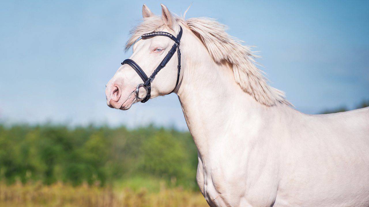 L'albinismo nel cavallo: è possibile?