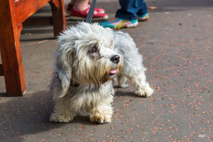 Dandie dinmont terrier