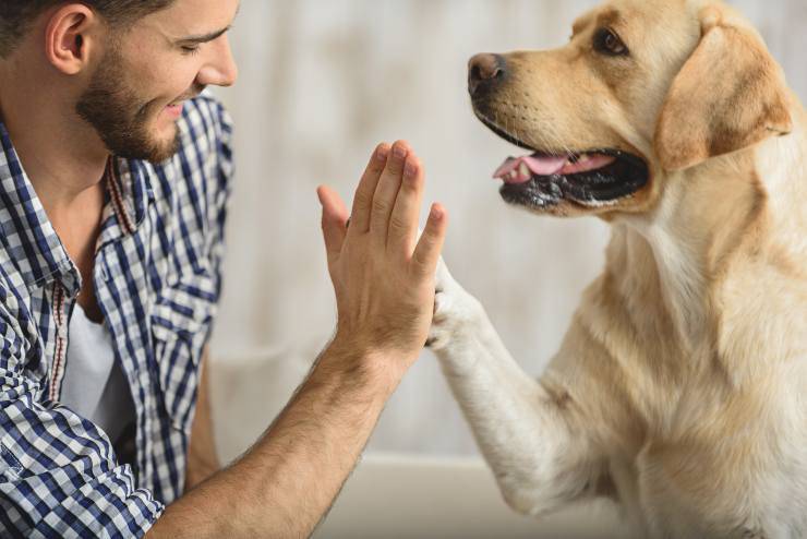Padrone e cane