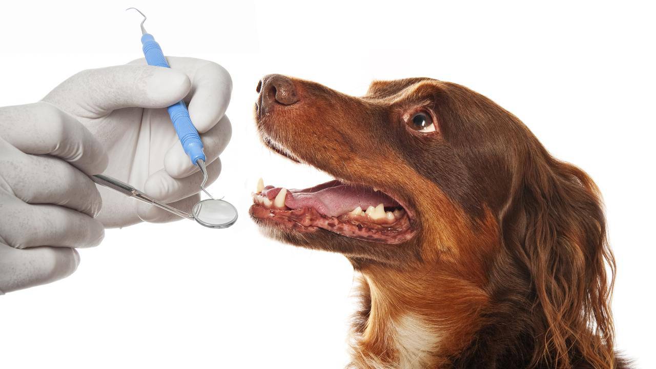 Cane dal dentista Detartrasi per il cane