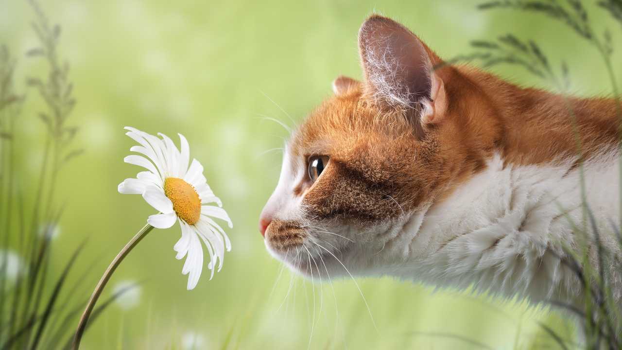 Deodorante per gatti
