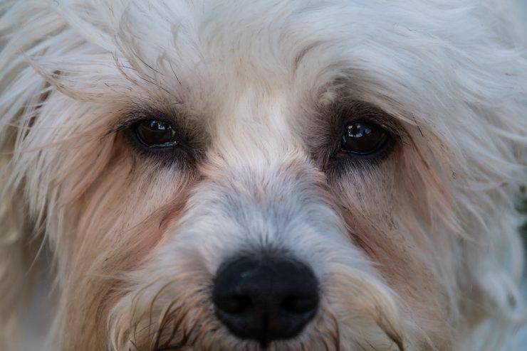 Dandie dinmont terrier