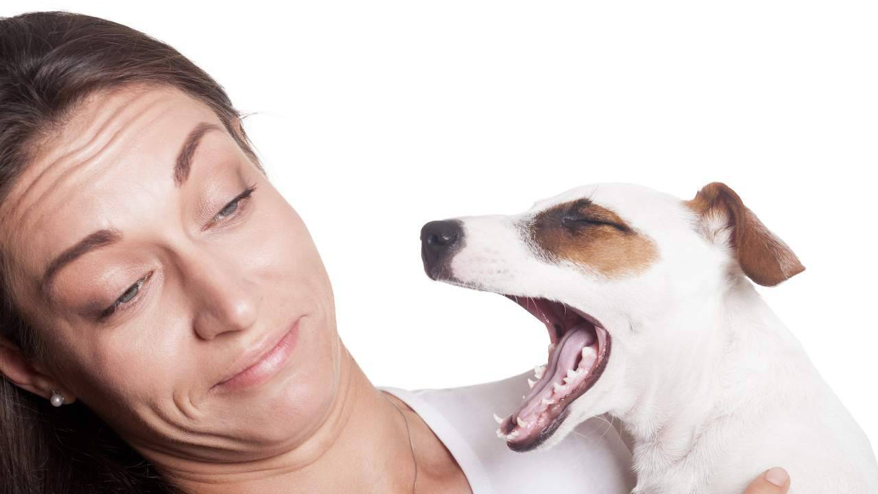 Cane a cui puzza l'alito Deodorante per cani, è davvero necessario?