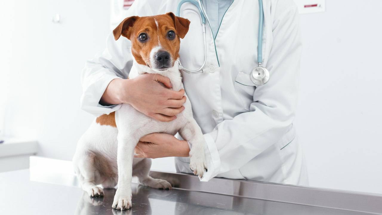 Veterinaria che cinge con una mano un cane Test DNA per cani