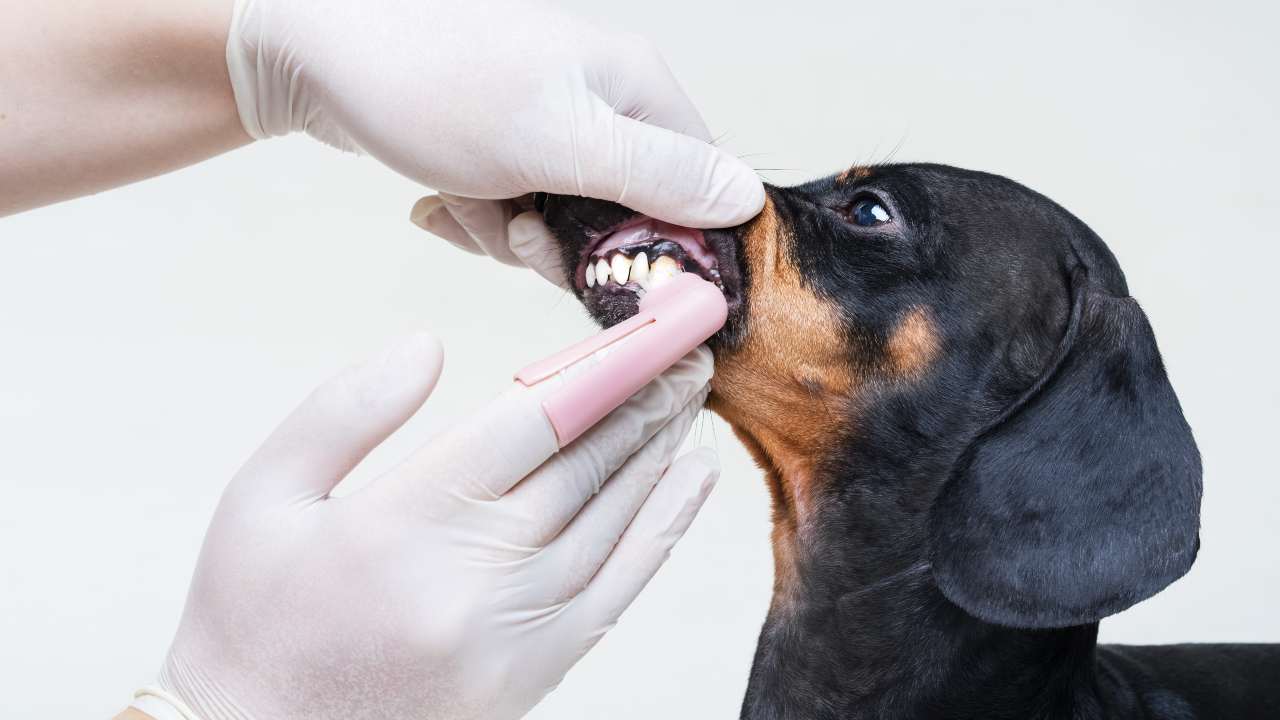 Veterinario che controlla i denti di un bassotto Collutorio per cani