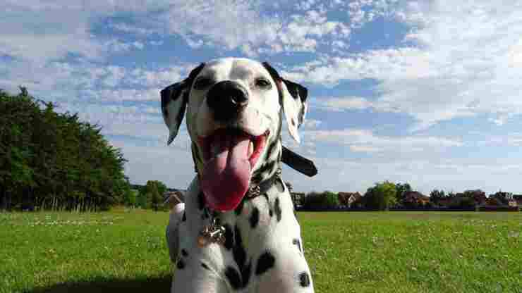 Storia, info e segreti del Dalmata Curiosità sul Dalmata