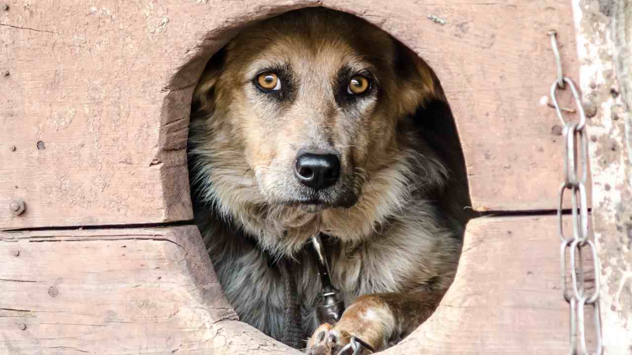 In Emilia Romagna è legale tenere il cane alla catena?
