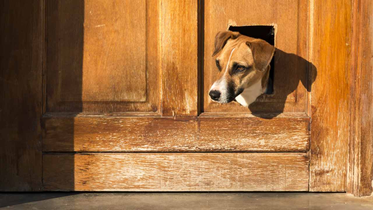 Gattaiola per cani