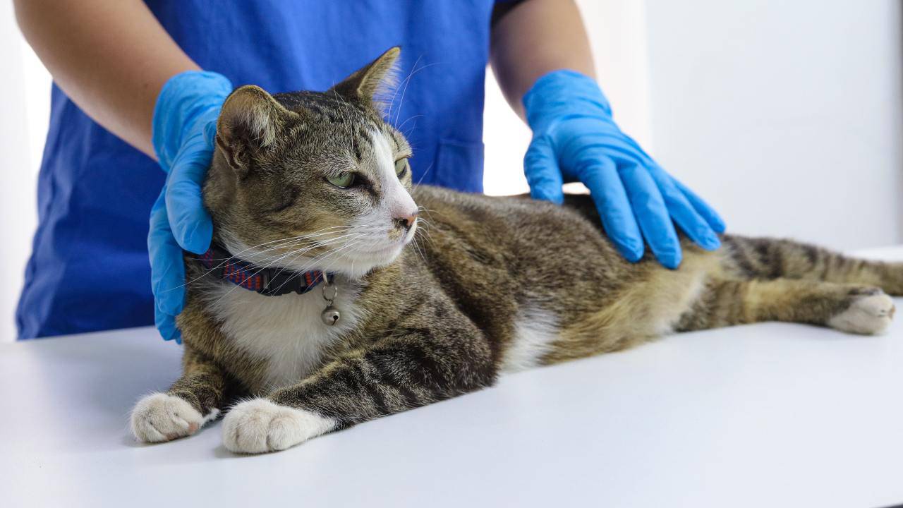 Gatto sul tavolo dello studio di un veterinario Il gatto nell'anagrafe degli animali d'affezione in Molise