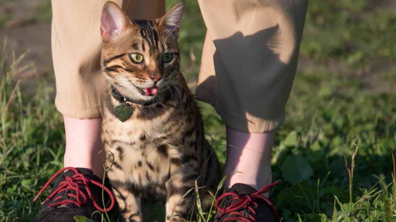 Gatto Bengala ai piedi del suo compagno umano Perché il gatto lecca l'aria?