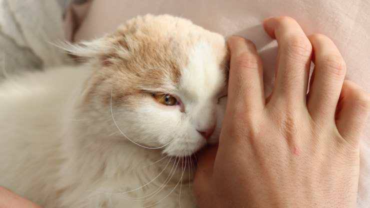 Il gatto mi morde quando dormo