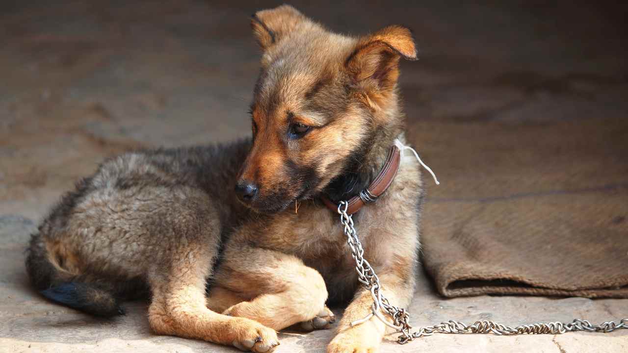 Cucciolo triste alla catena In Lombardia è legale tenere il cane alla catena?