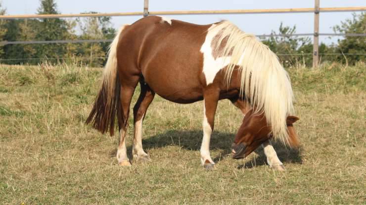 Perché il cavallo raspa il terreno Il cavallo raspa con lo zoccolo anteriore