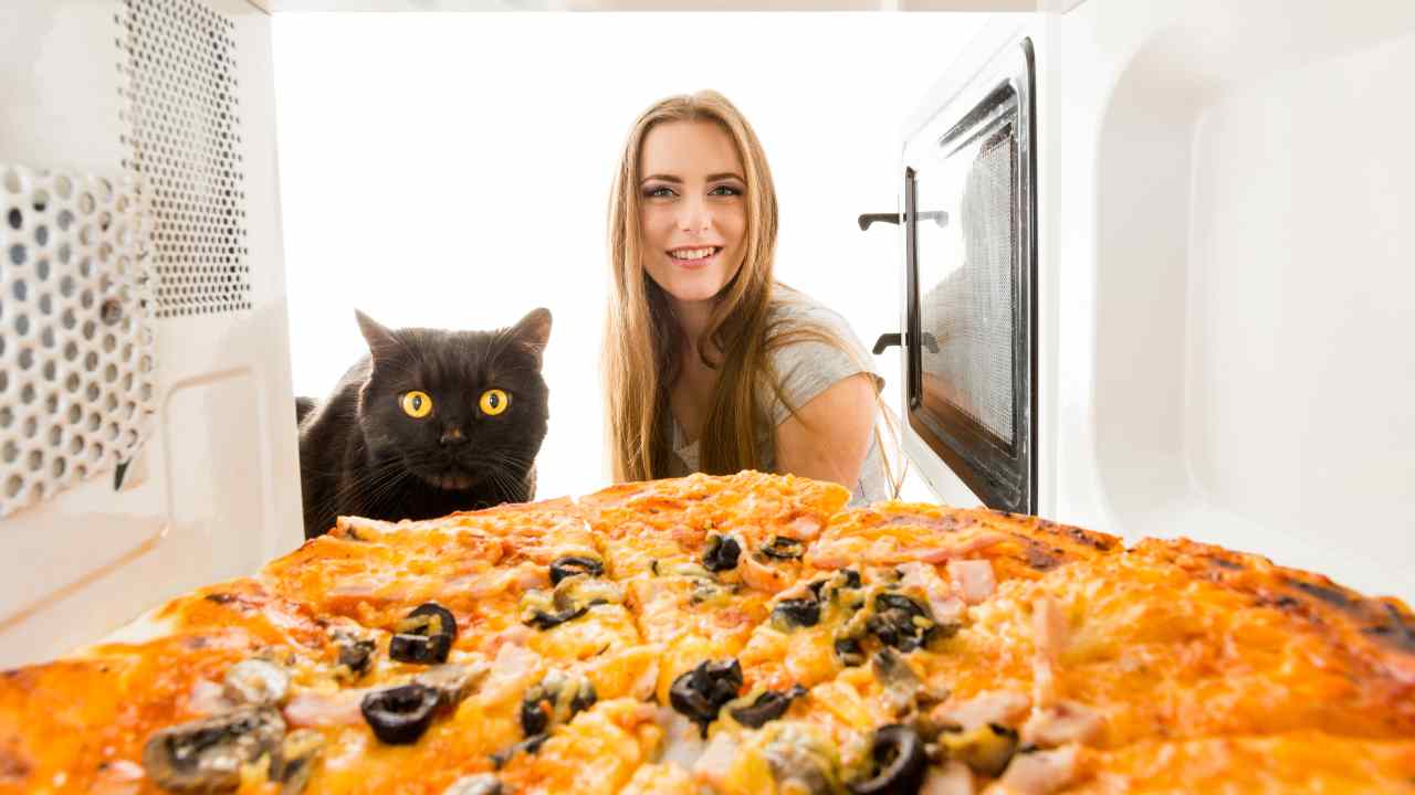 Il gatto ha paura del microonde