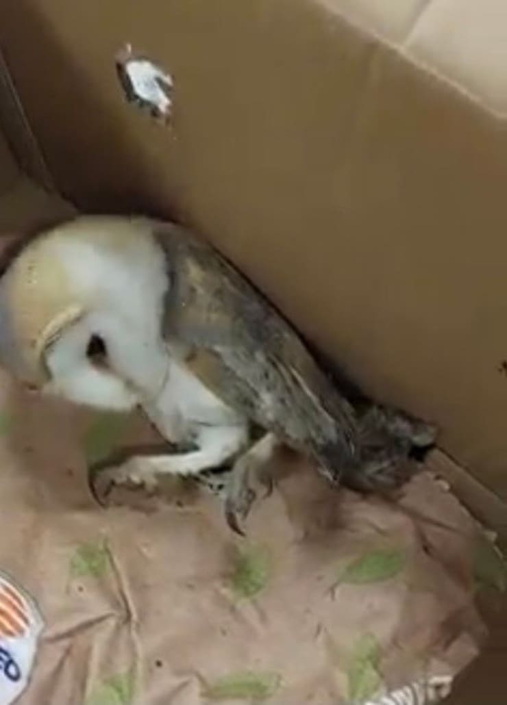 Barbagianni rimasto intrappolato (Screen video)